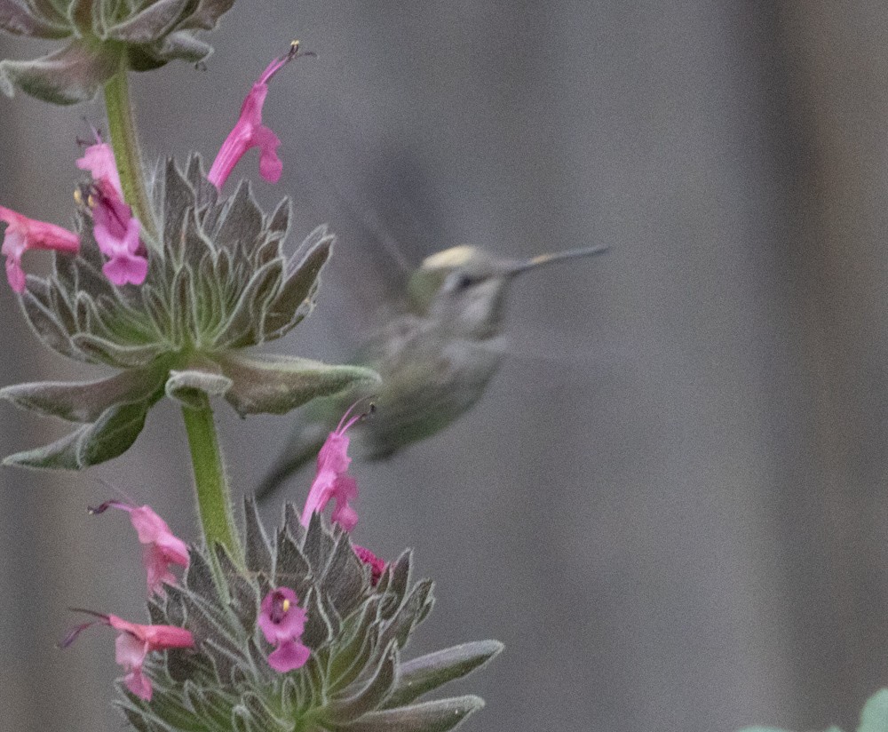 Anna's Hummingbird - Lindy Fung