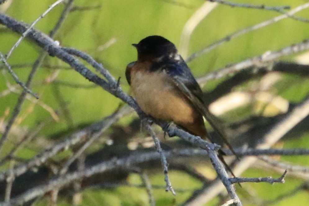 Barn Swallow - ML620687493