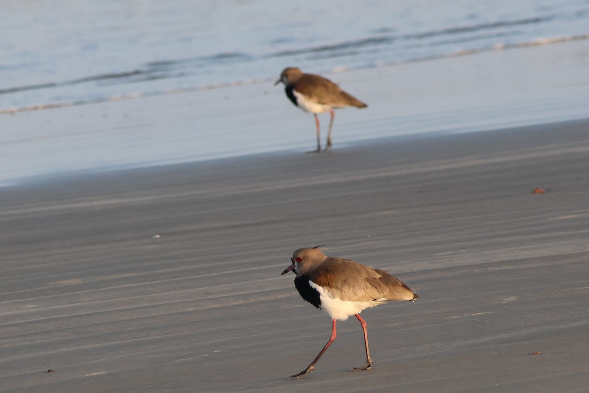 Southern Lapwing - ML620687495