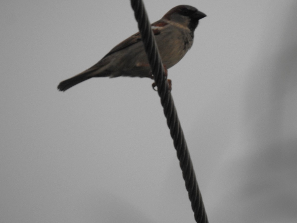 House Sparrow - ML620687497