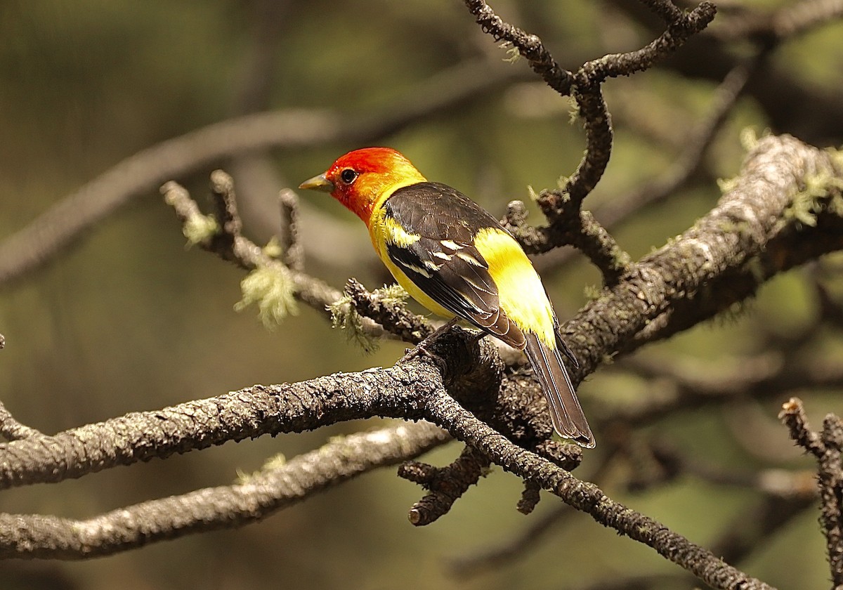 Western Tanager - ML620687500