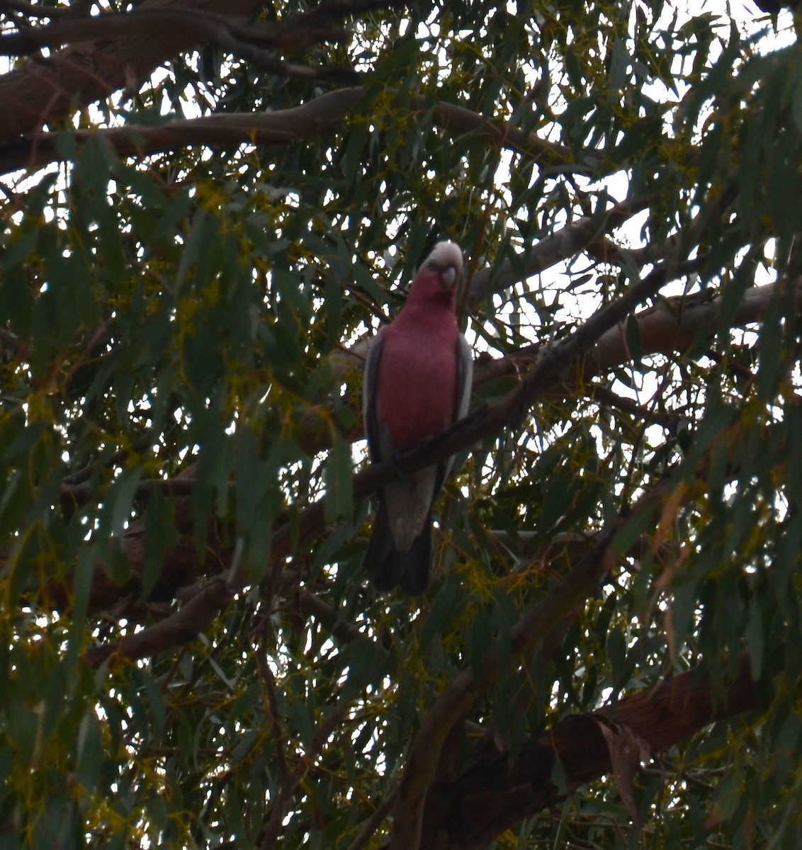 Cacatúa Galah - ML620687504