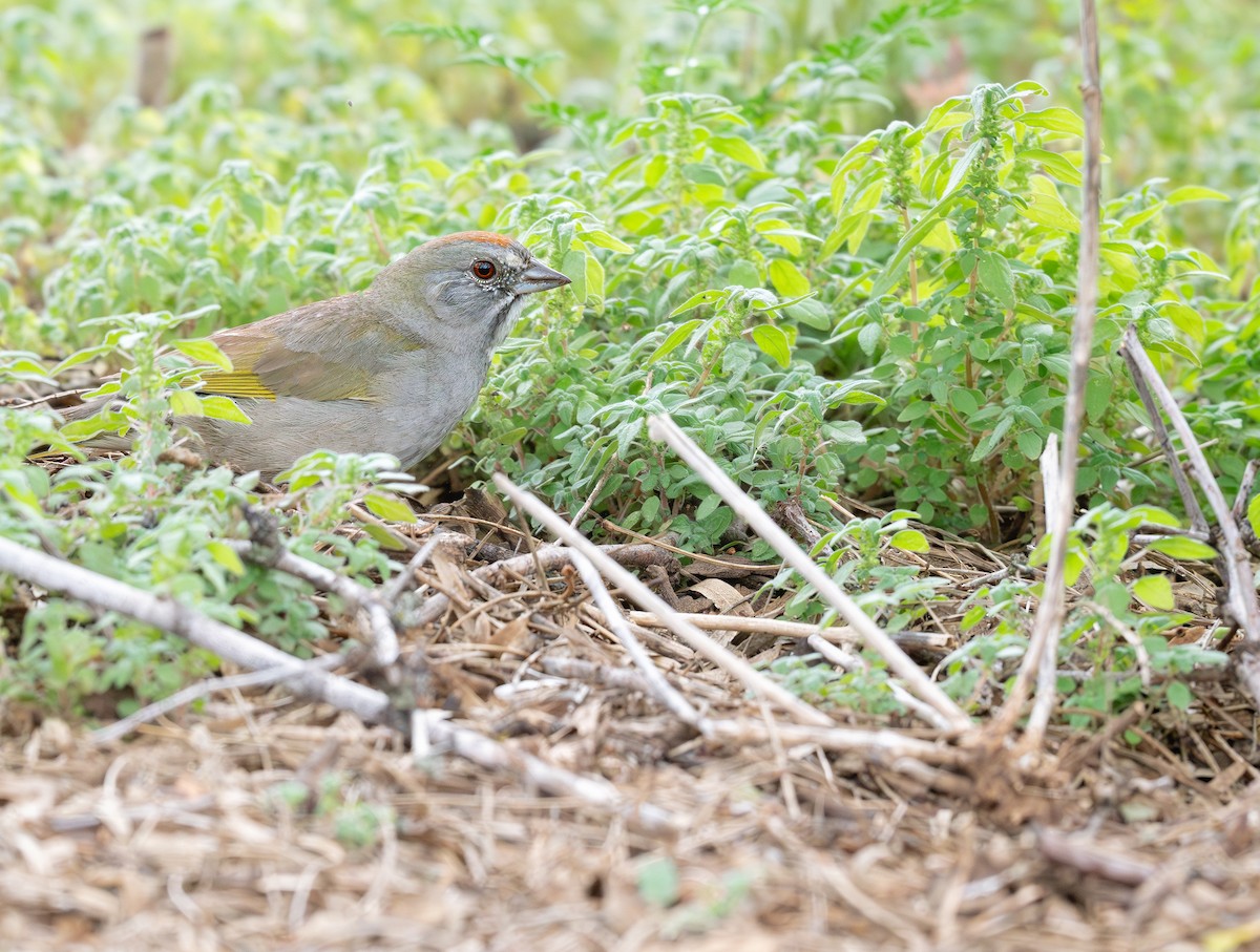 Green-tailed Towhee - ML620687505