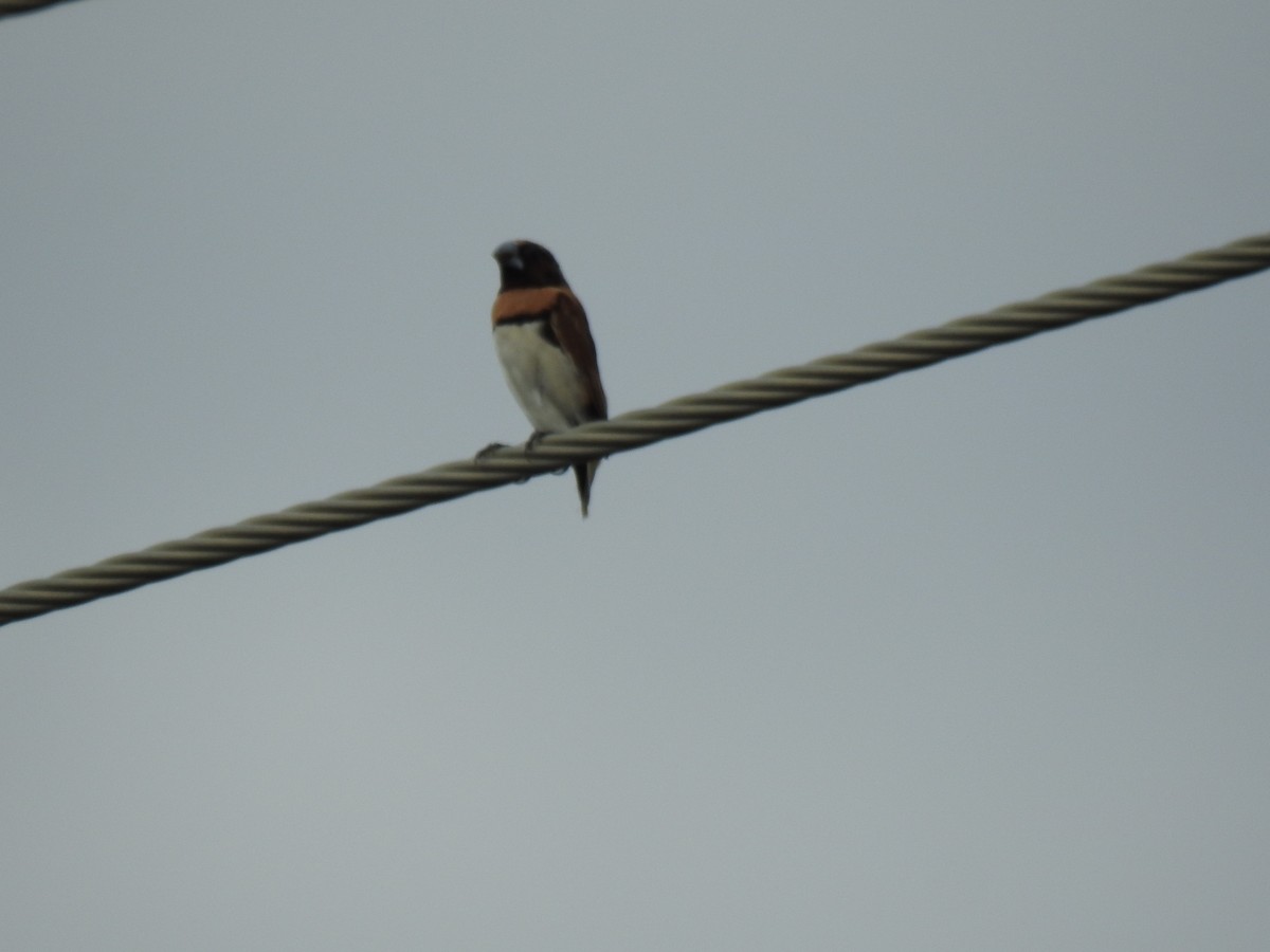 Chestnut-breasted Munia - ML620687508