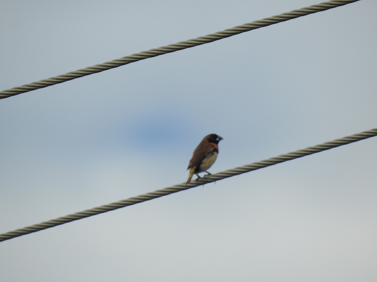 Chestnut-breasted Munia - ML620687509