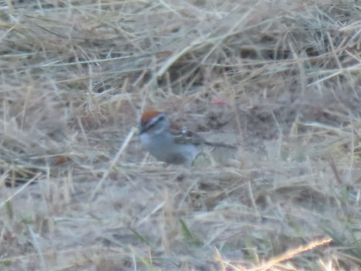 Chipping Sparrow - ML620687510