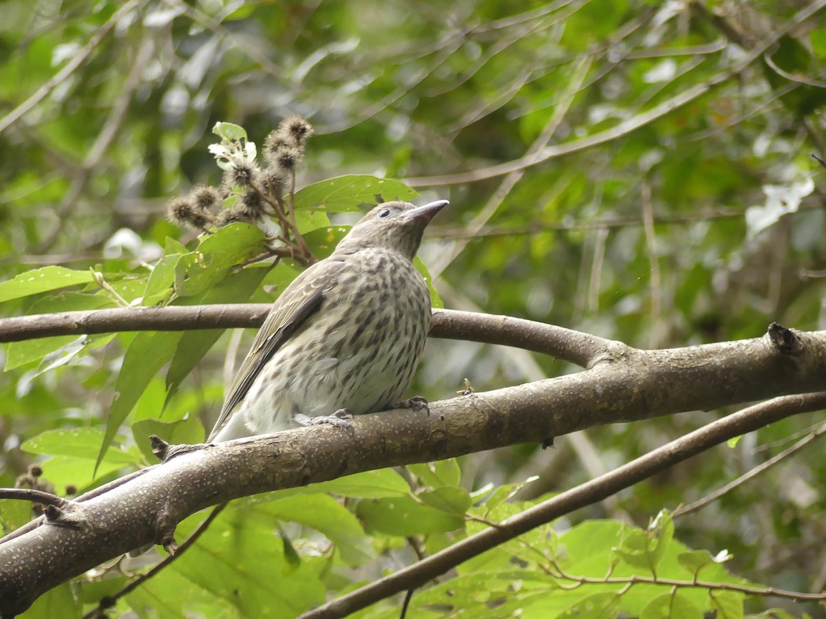 Australasian Figbird - ML620687516