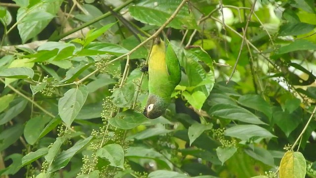 シモフリインコ - ML620687517