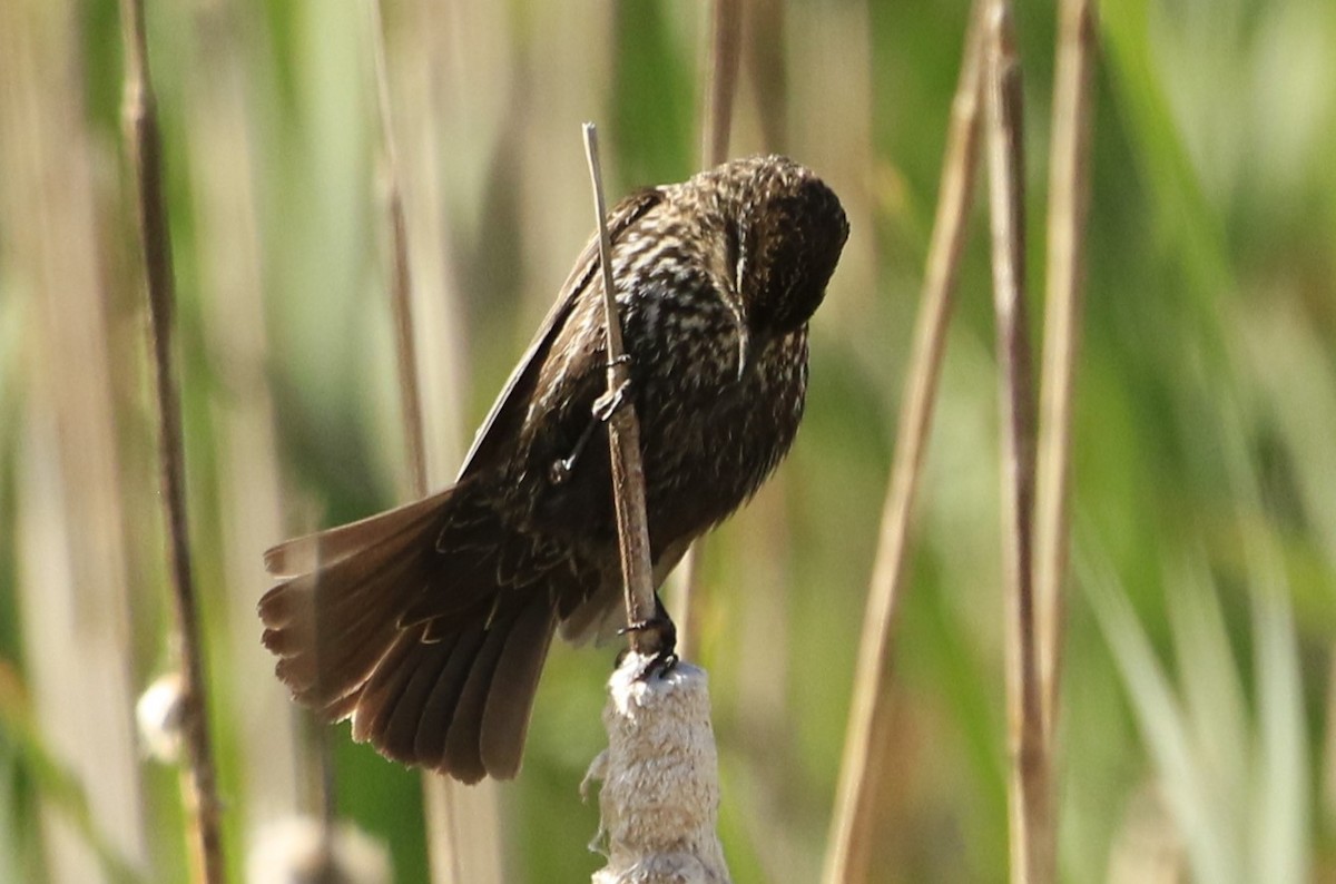 Red-winged Blackbird - ML620687519