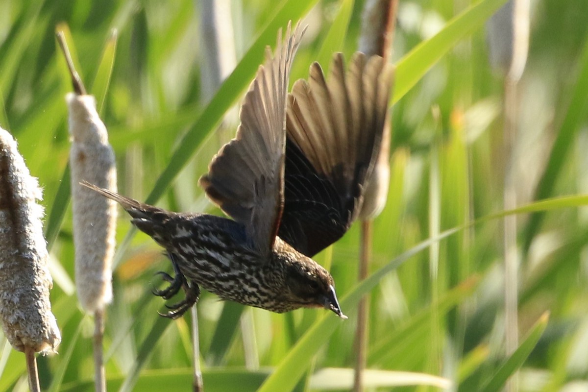 Red-winged Blackbird - ML620687520