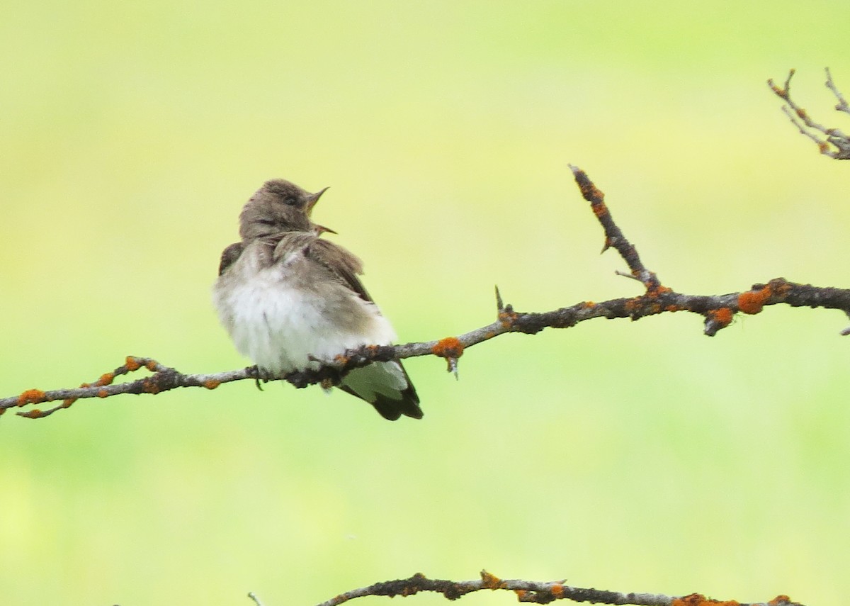 Northern Rough-winged Swallow - ML620687521