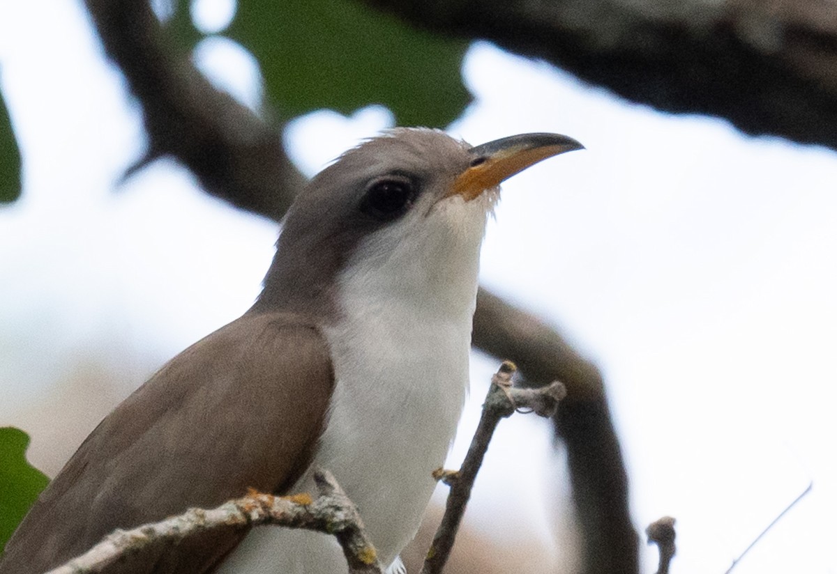 Yellow-billed Cuckoo - ML620687522