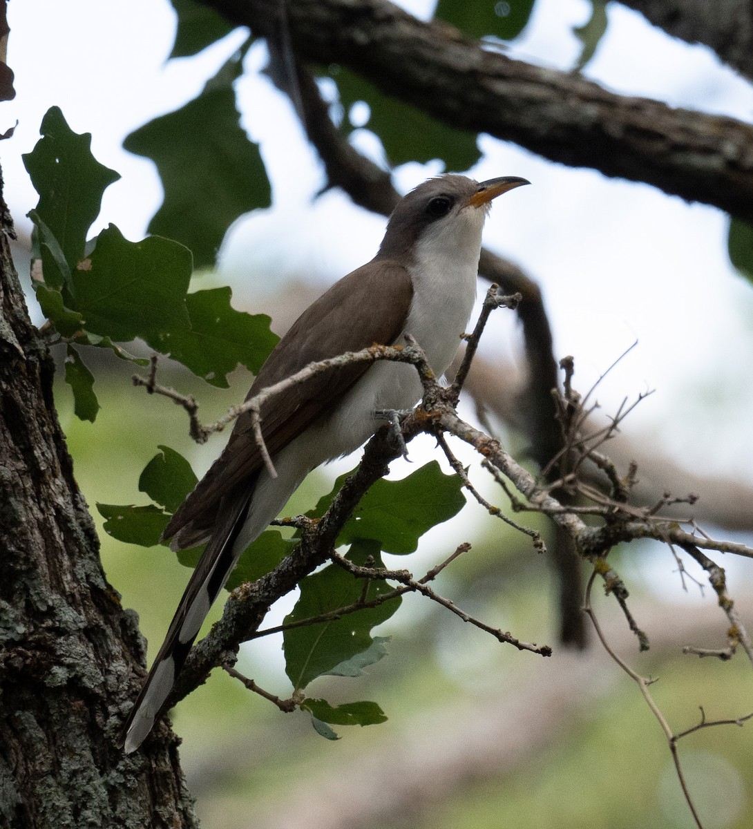 Yellow-billed Cuckoo - ML620687523