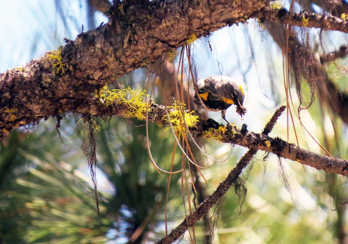 Yellow-rumped Warbler - ML620687525