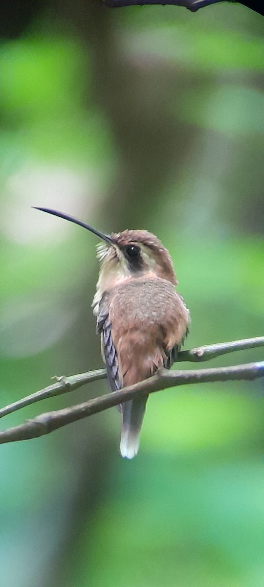 Stripe-throated Hermit - ML620687526