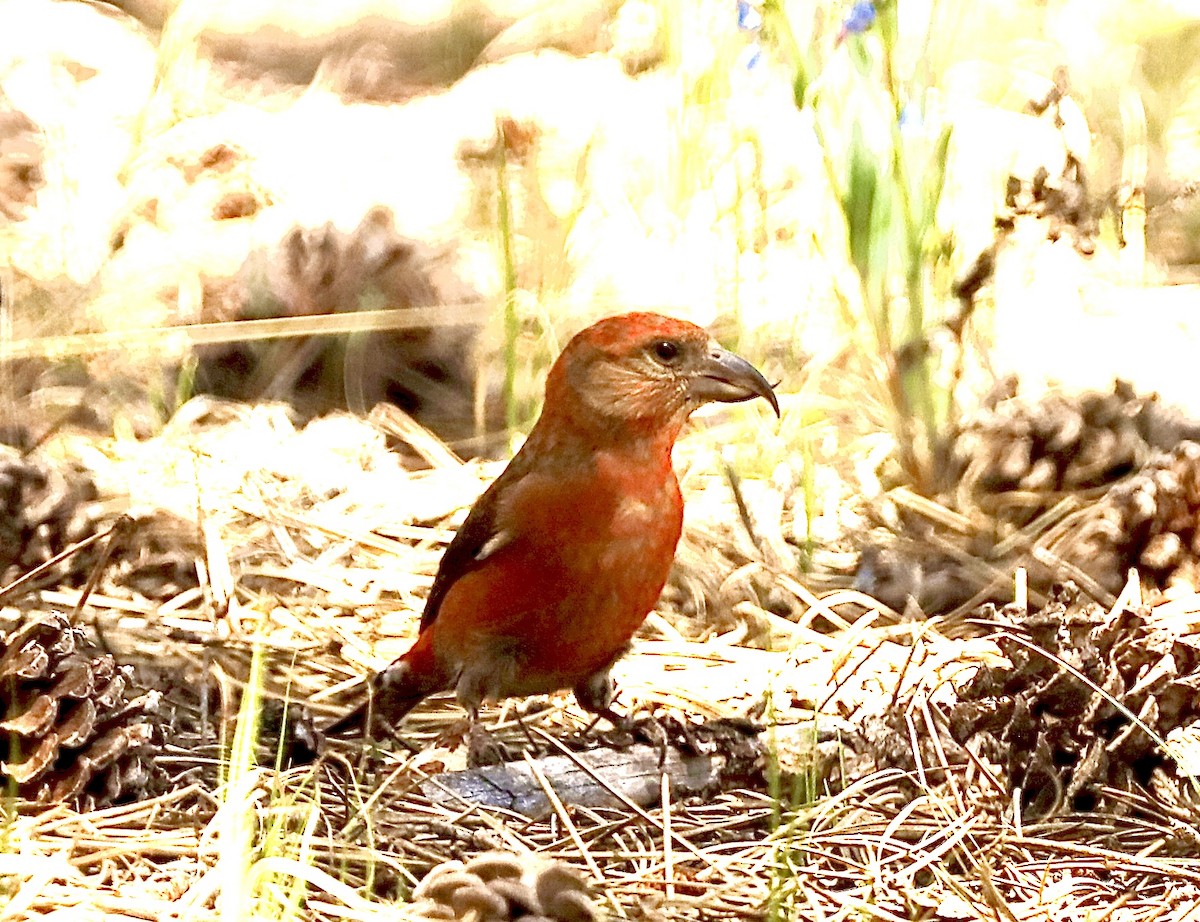 Red Crossbill - ML620687531