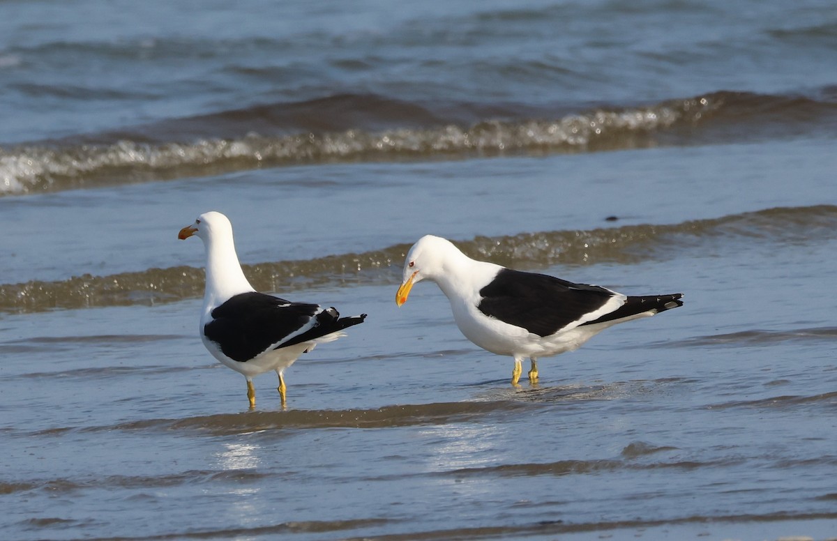 Kelp Gull - ML620687532