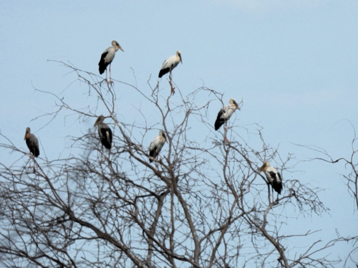 Asian Openbill - ML620687534