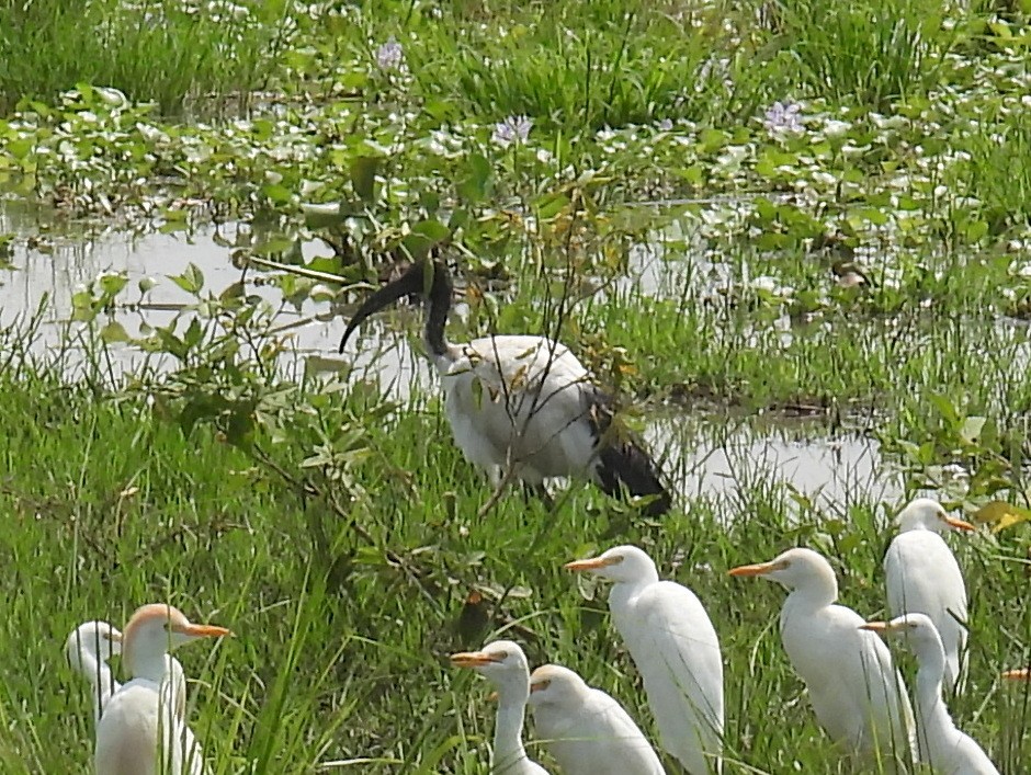 African Sacred Ibis - ML620687535