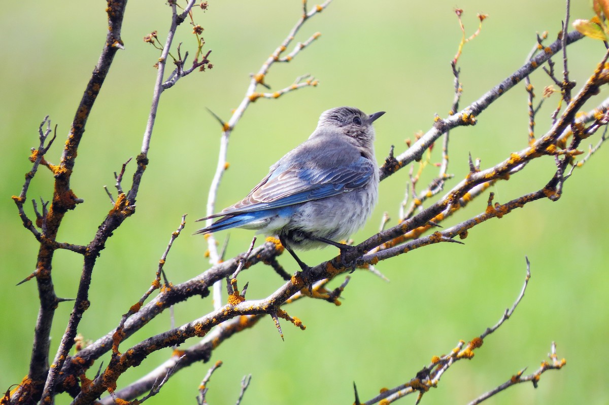 Mountain Bluebird - ML620687538