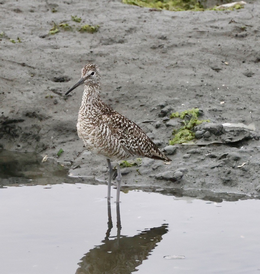 Willet - ML620687541