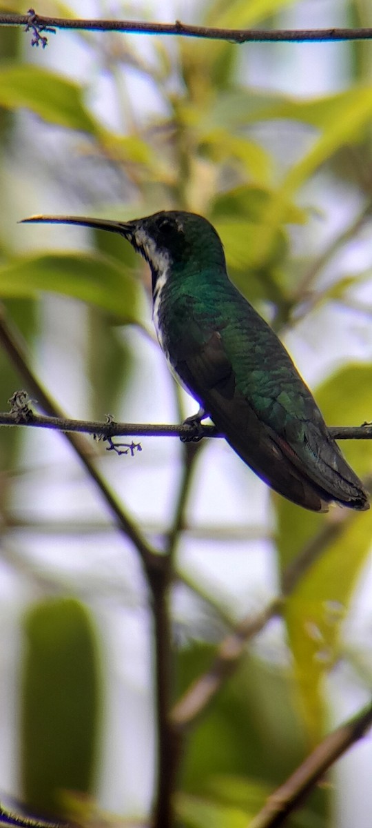 Black-throated Mango - ML620687545