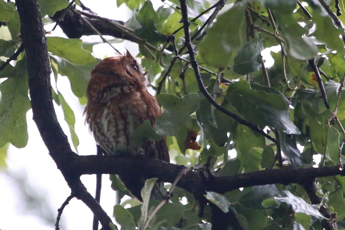 Eastern Screech-Owl - ML620687547