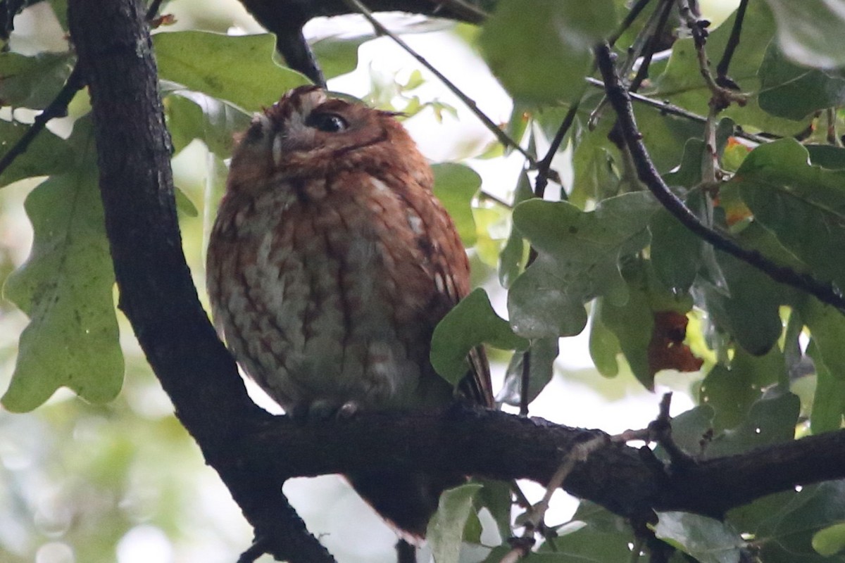 Eastern Screech-Owl - ML620687549