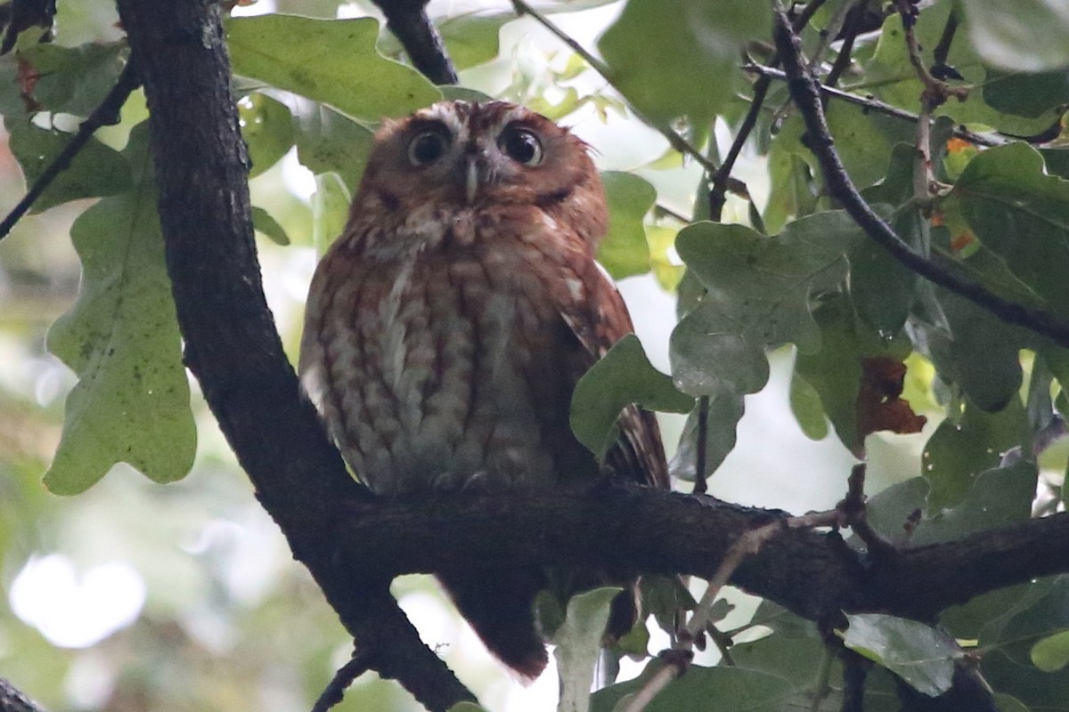 Eastern Screech-Owl - ML620687550