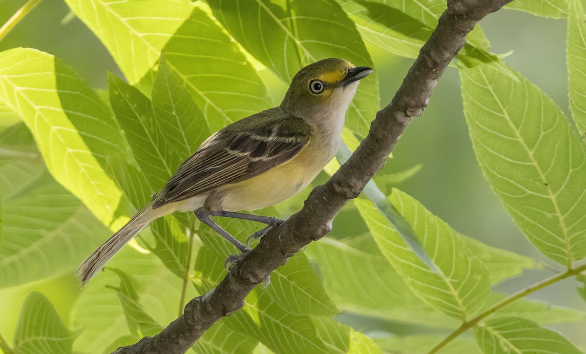 Ak Gözlü Vireo - ML620687551