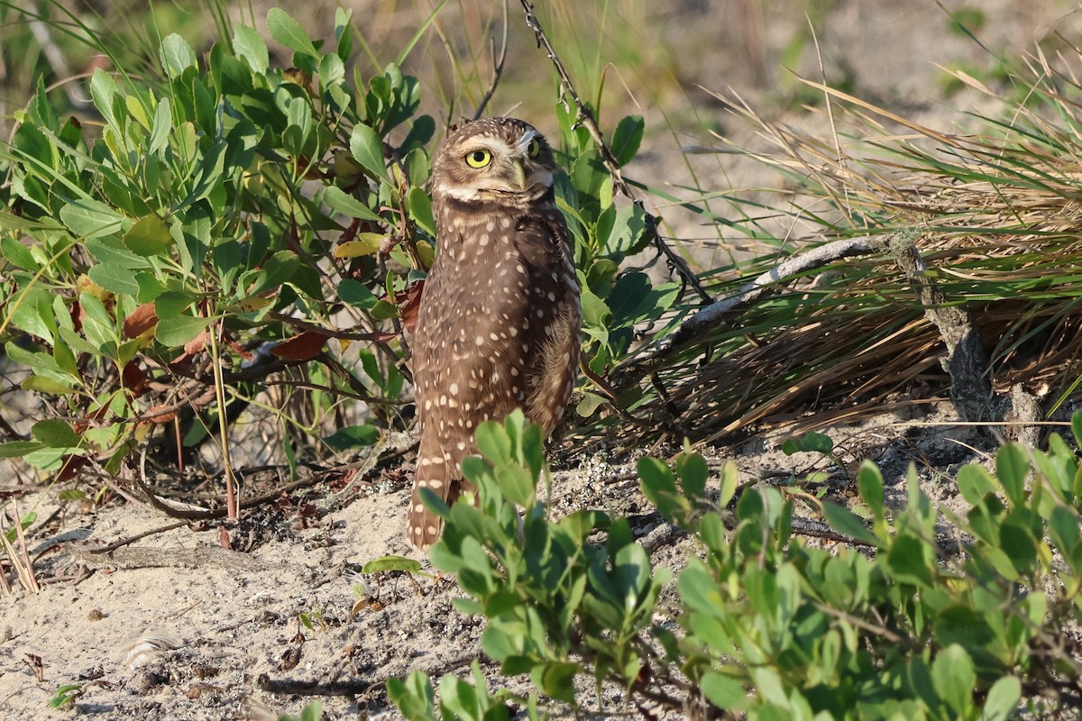 Burrowing Owl - ML620687552