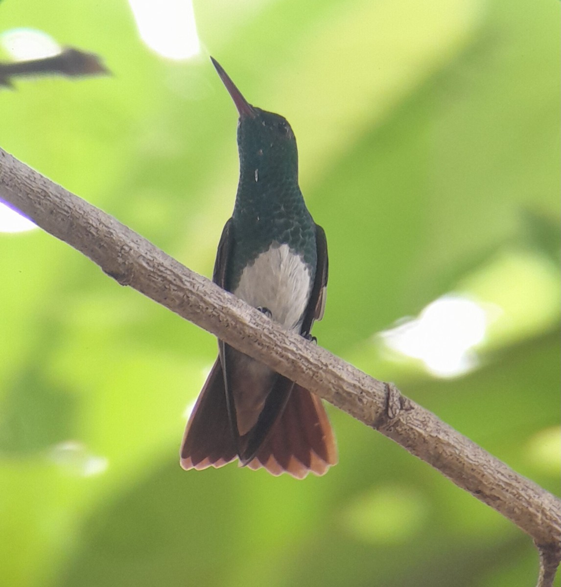 Snowy-bellied Hummingbird - ML620687555