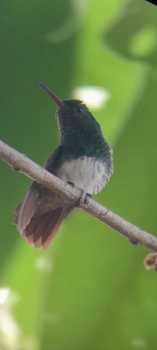 Snowy-bellied Hummingbird - ML620687556