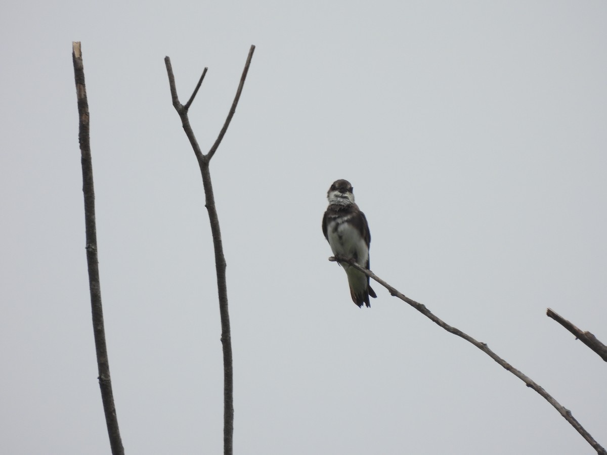 Bank Swallow - ML620687559