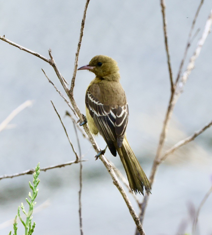 Oriole masqué - ML620687567