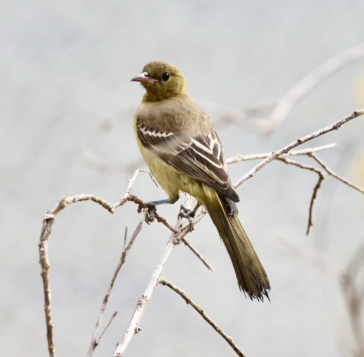 Hooded Oriole - ML620687568