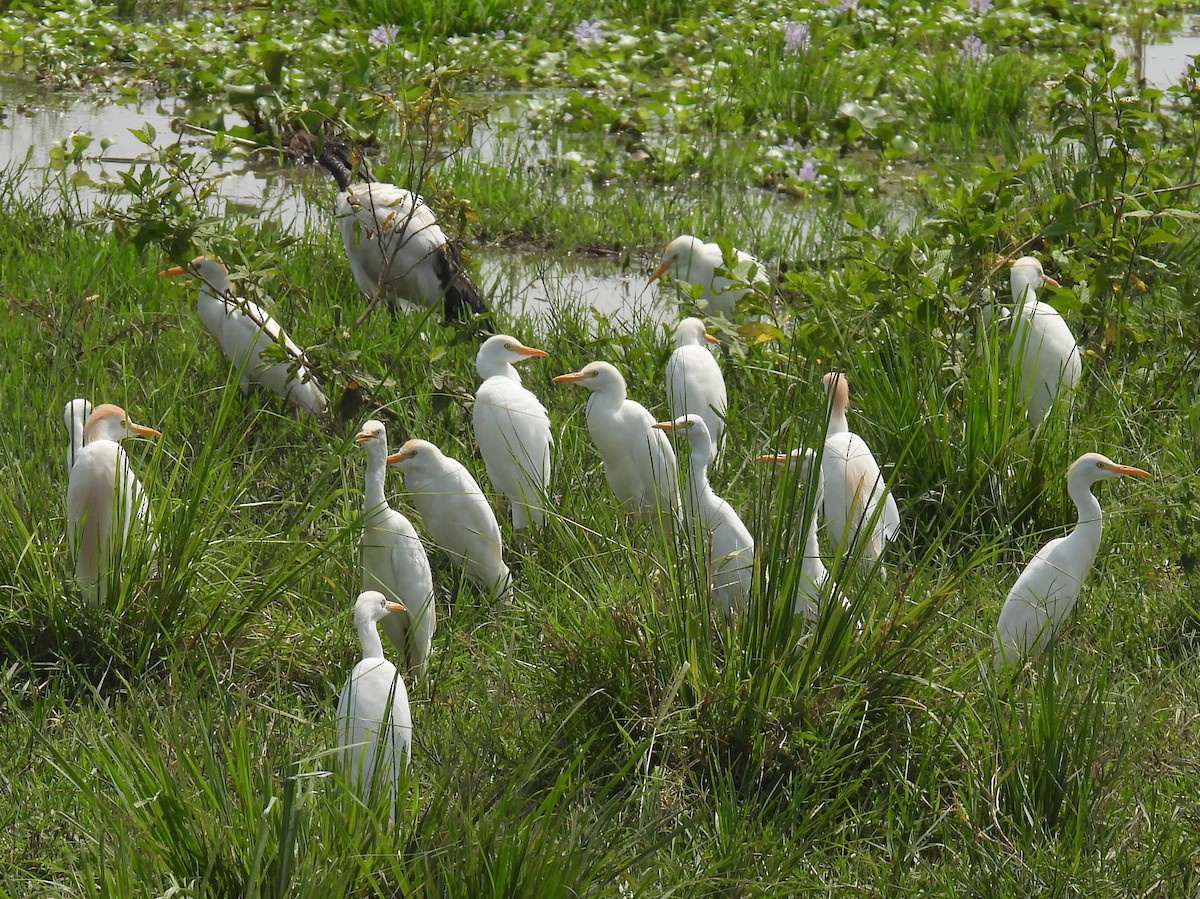 Western Cattle Egret - ML620687571