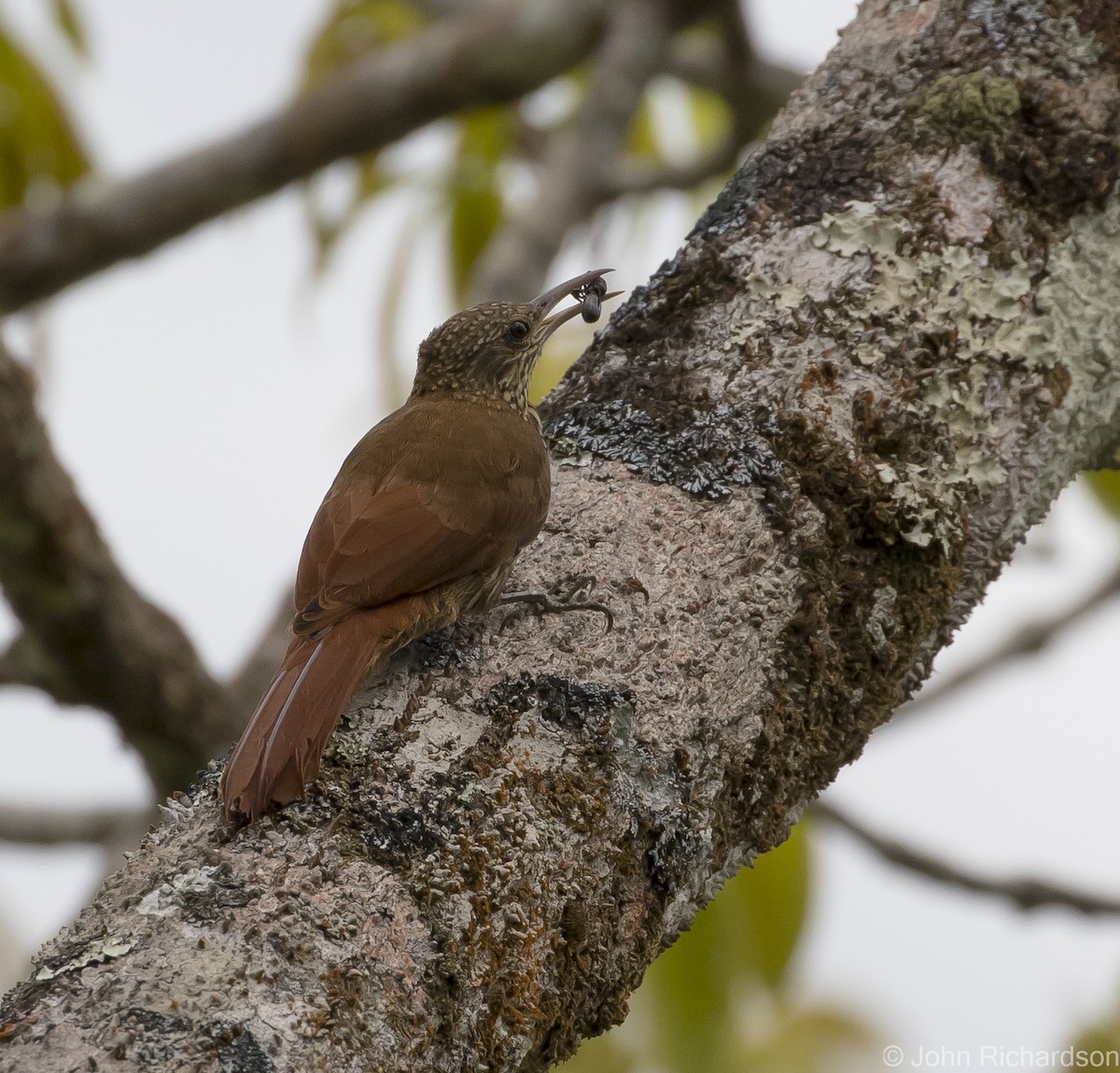 Duida Woodcreeper - ML620687573