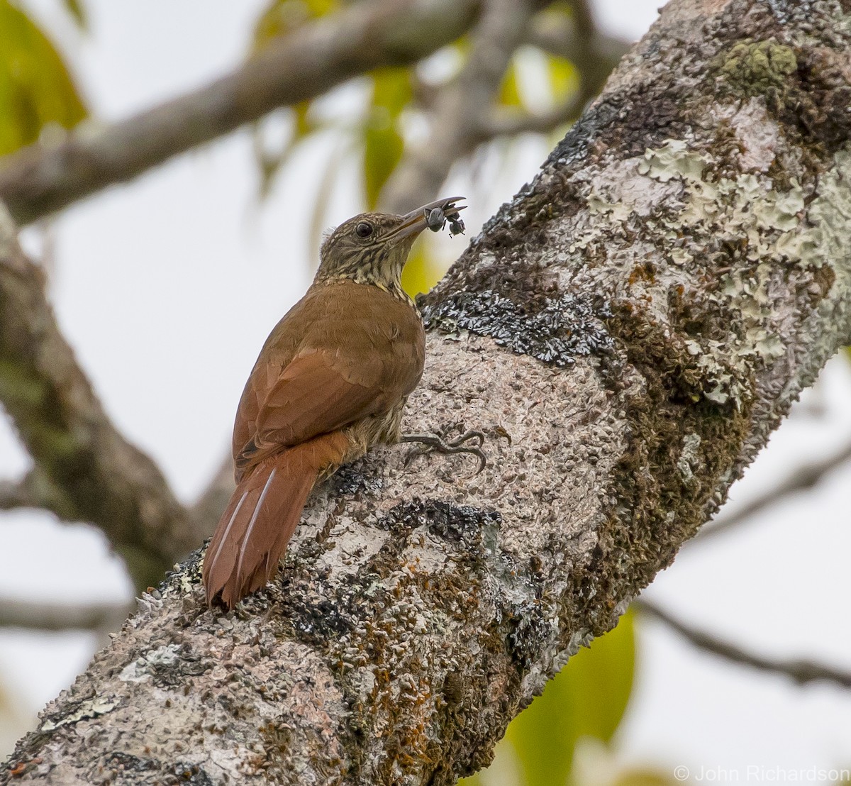 Duida Woodcreeper - ML620687574