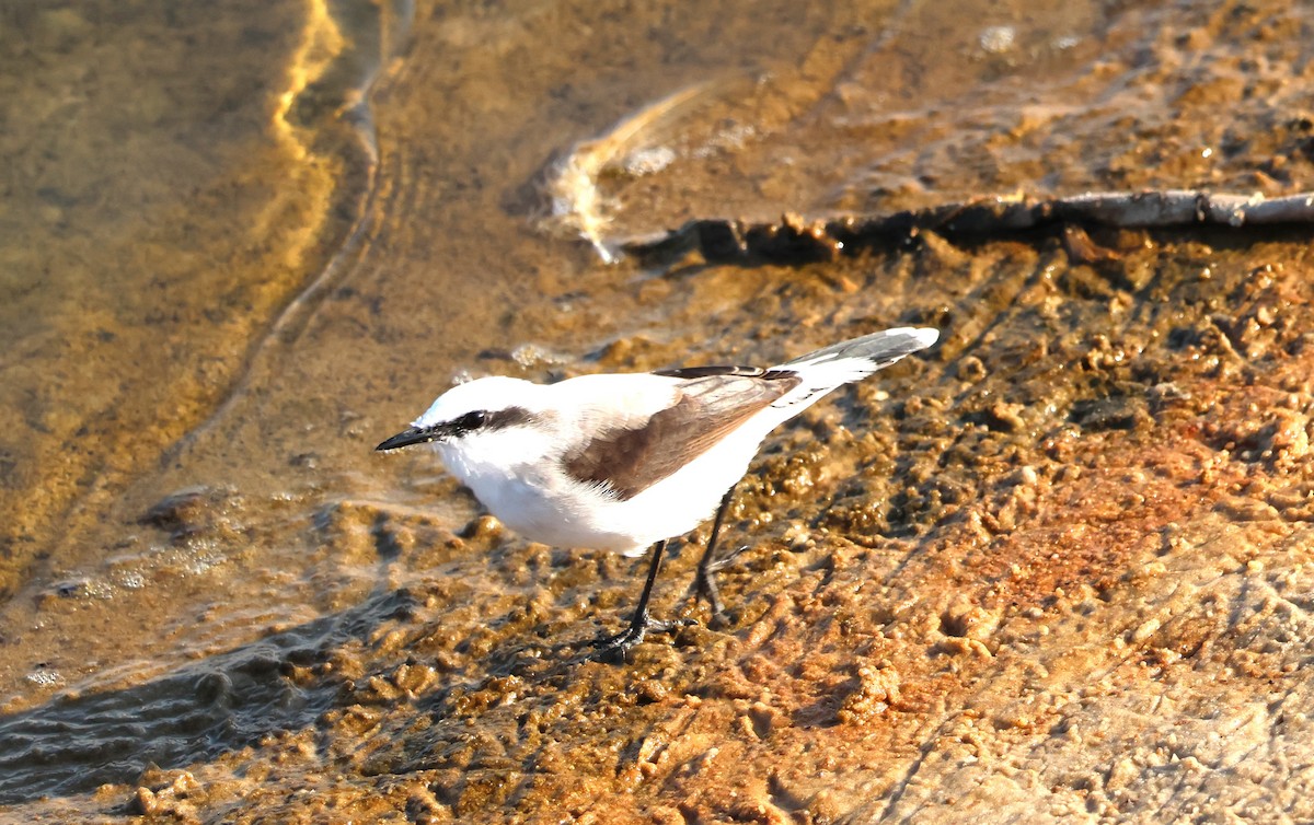 Masked Water-Tyrant - ML620687575