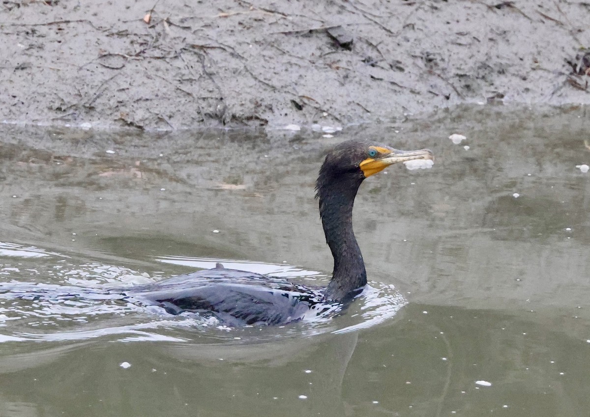 Double-crested Cormorant - Carolyn Thiele