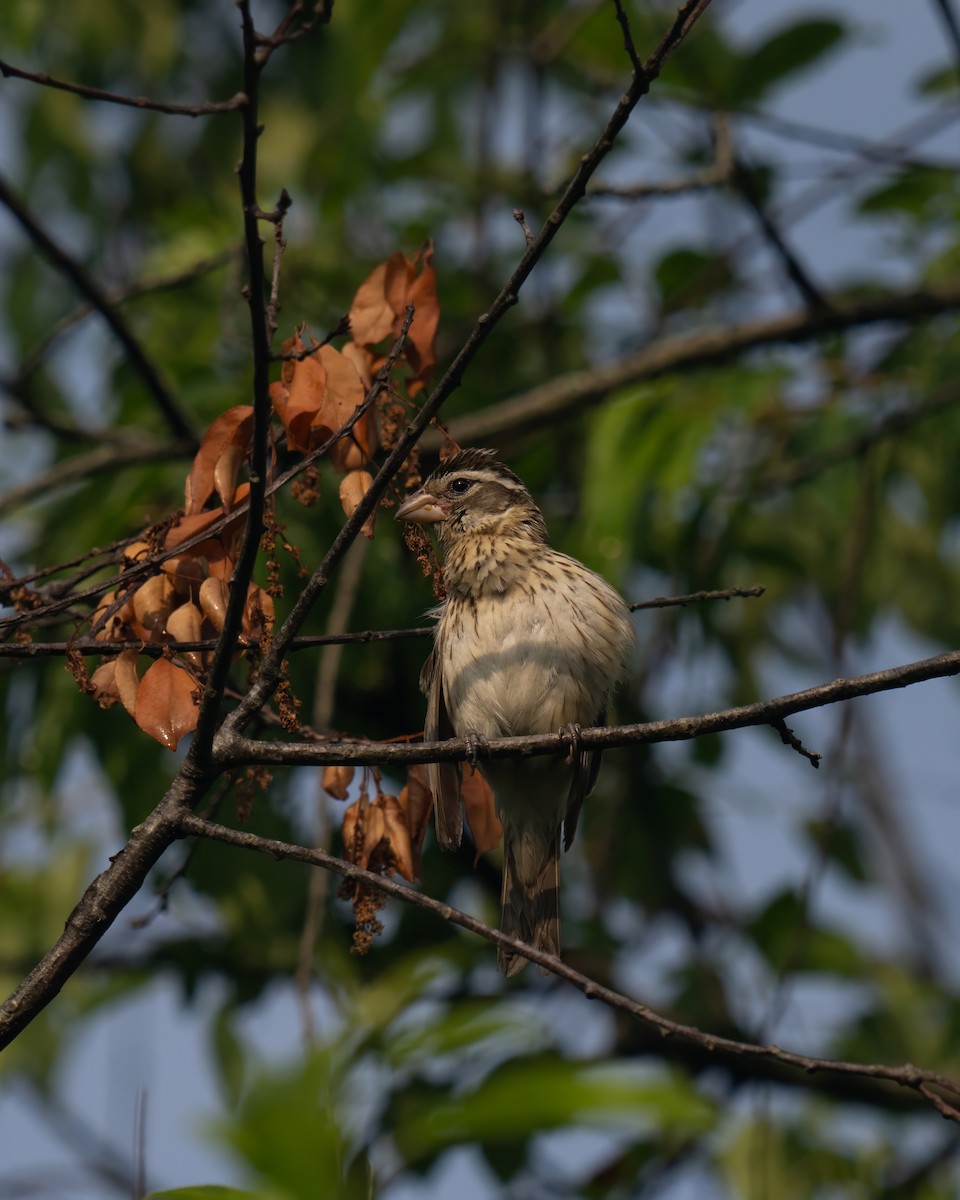 Rose-breasted Grosbeak - Tianshuo Wang