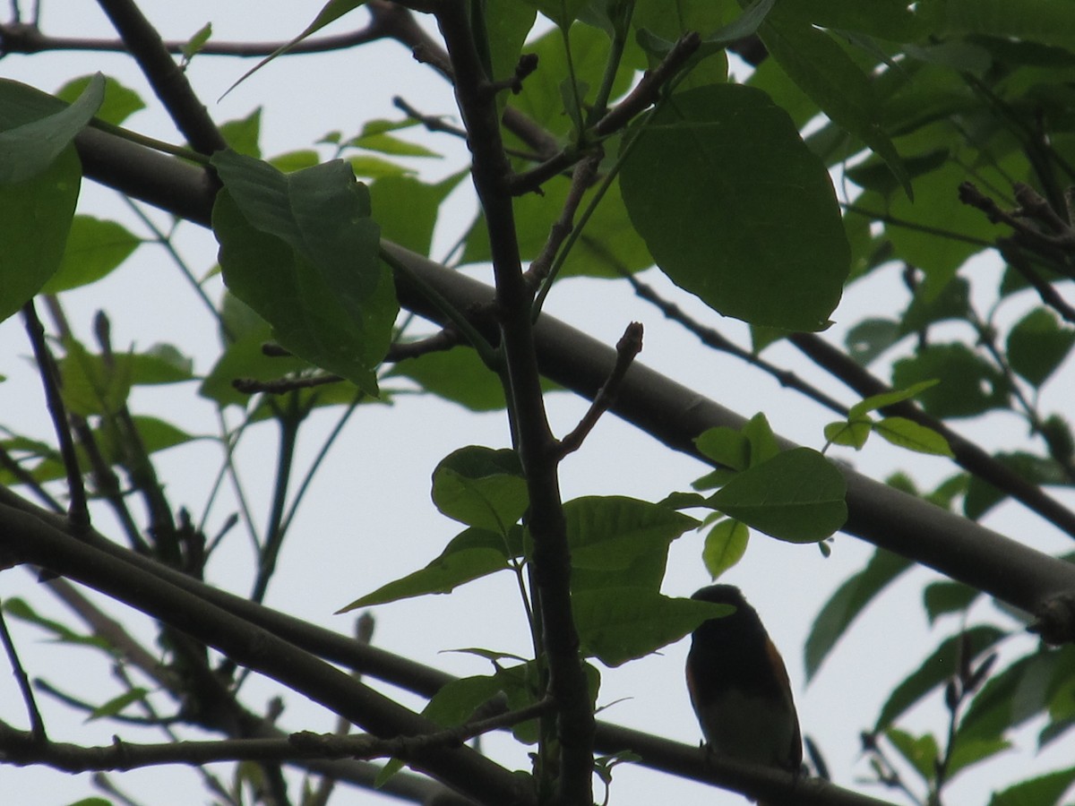 American Redstart - ML620687578