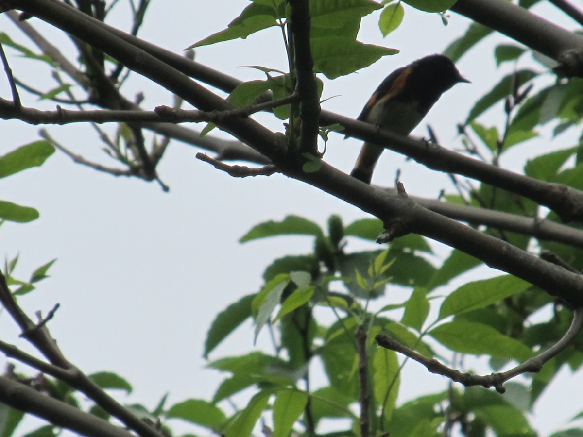 American Redstart - ML620687582