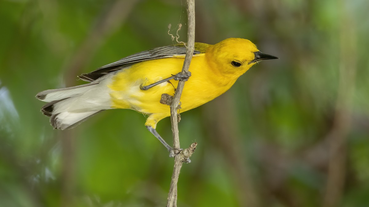 Prothonotary Warbler - ML620687585