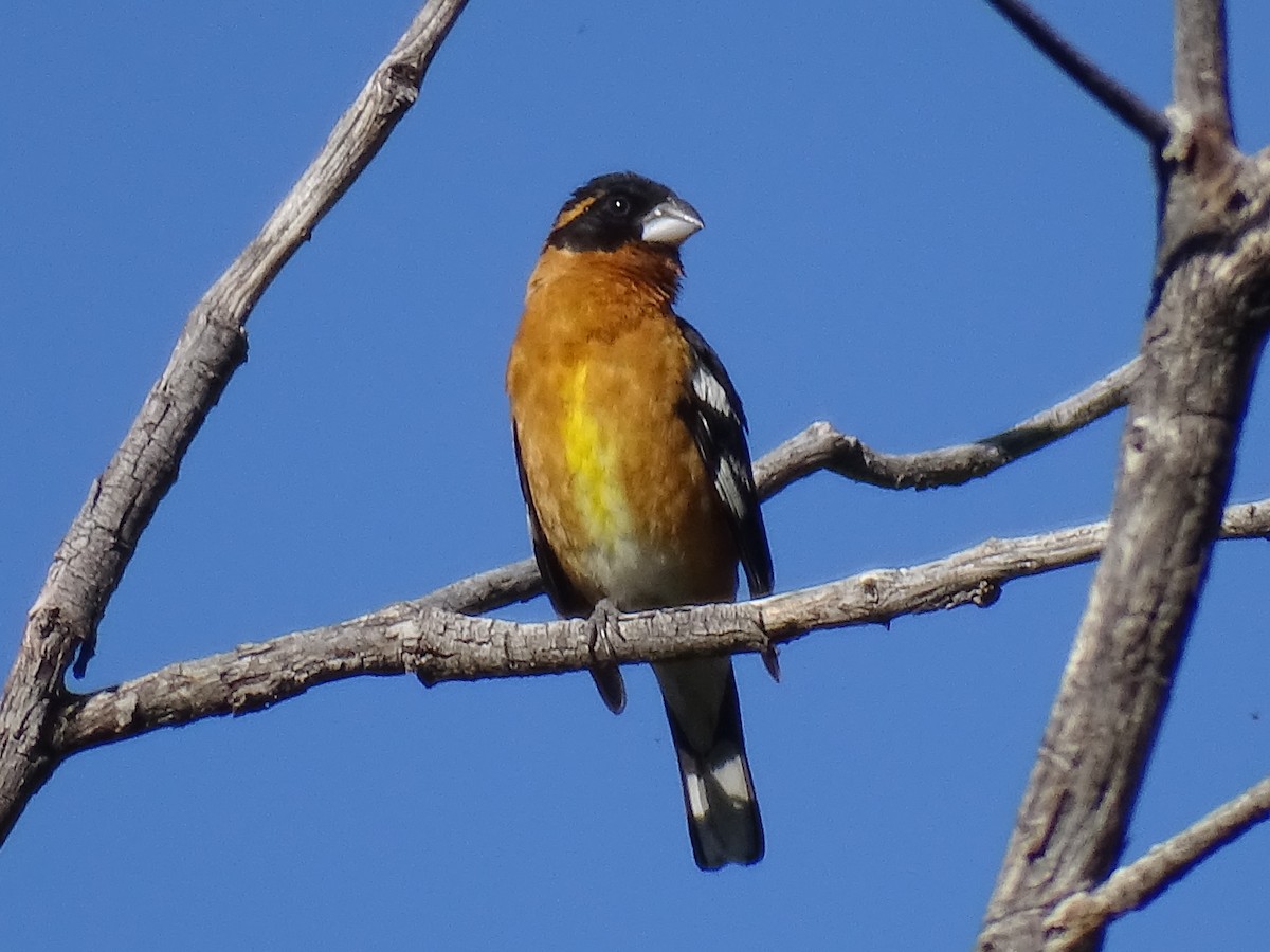 Black-headed Grosbeak - ML620687587