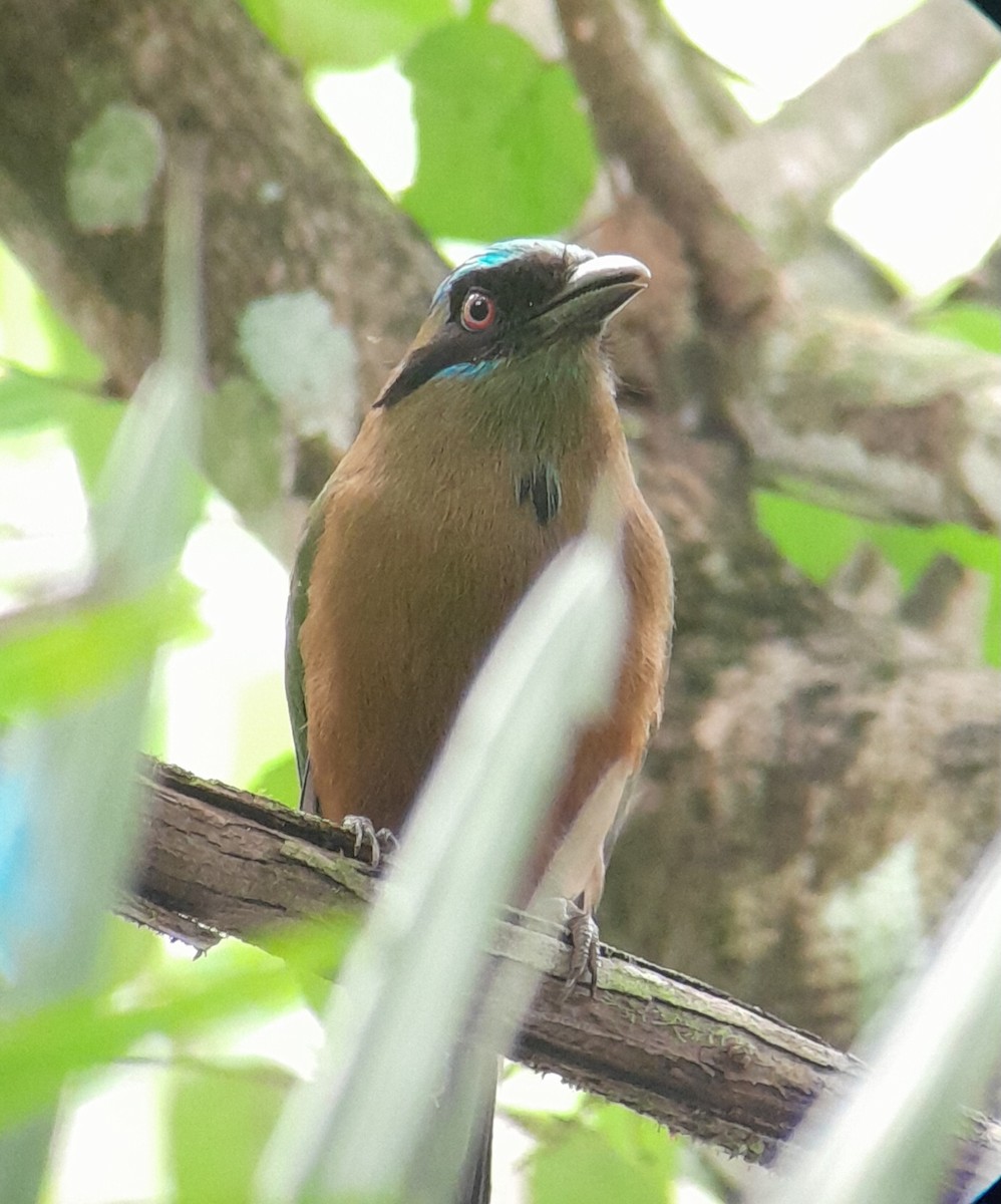 Whooping Motmot - ML620687588