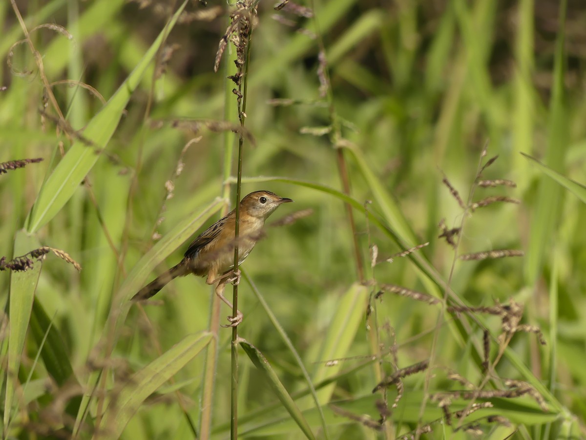 Cisticole à couronne dorée - ML620687589