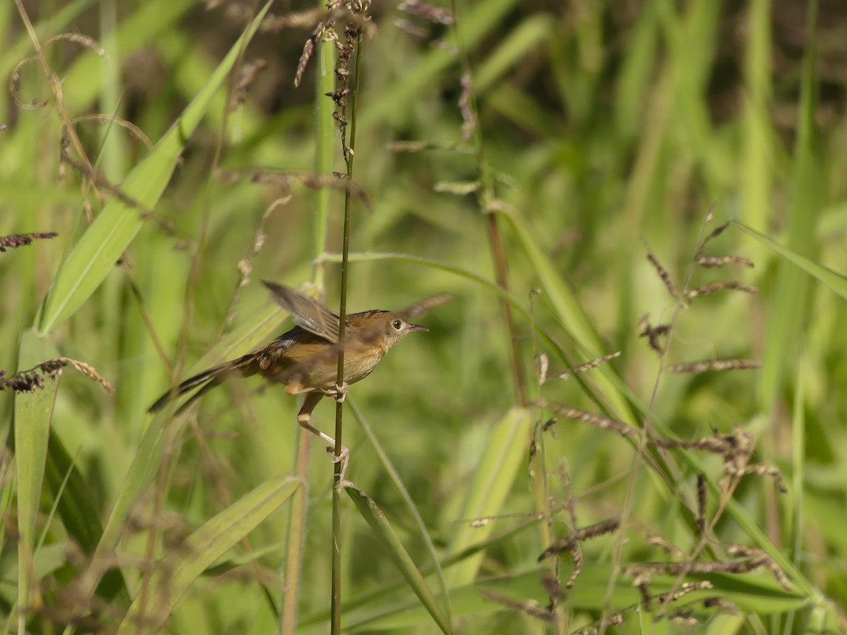 Cisticole à couronne dorée - ML620687590