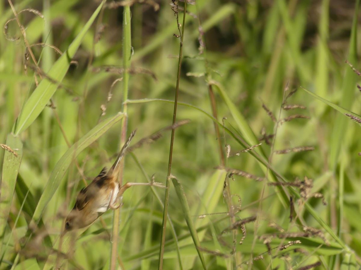 Golden-headed Cisticola - ML620687593